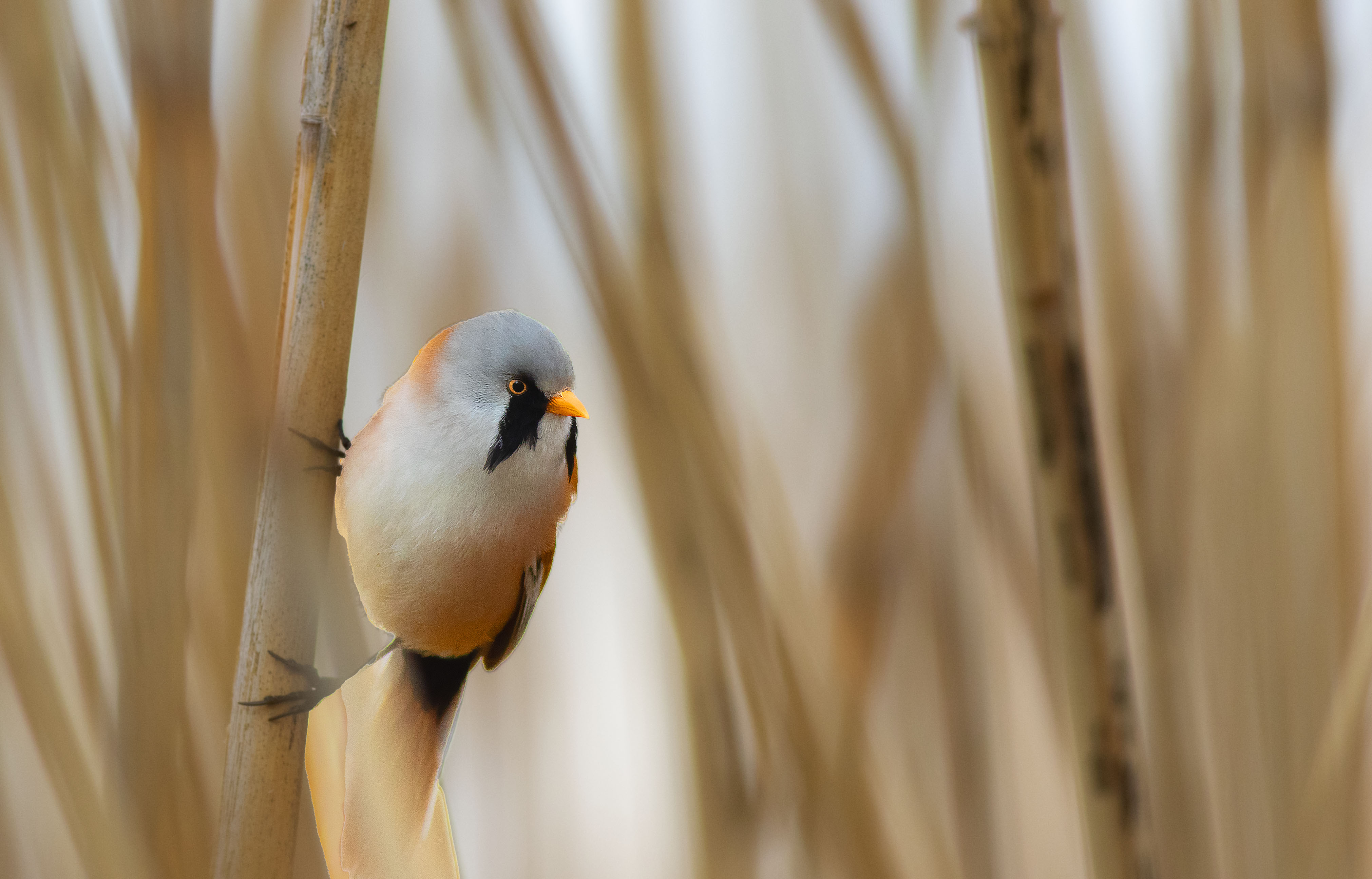 Bearded Reedling